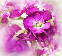 Фотопанно "Цветы дымка" 3 полотна, 300*270 см, Divino Decor D1-006