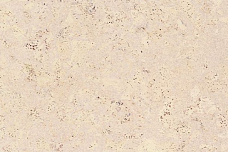 Пробковое покрытие CorkStyle EcoCork замковое лакированное Madeira White 915*305*10,5 купить